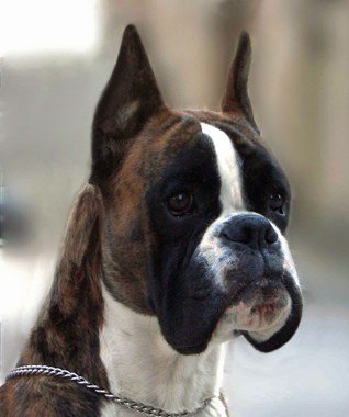 Ch. Ego de Joanxichcan